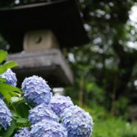 池上本門寺の紫陽花